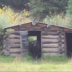 Meet your Posher, Leona